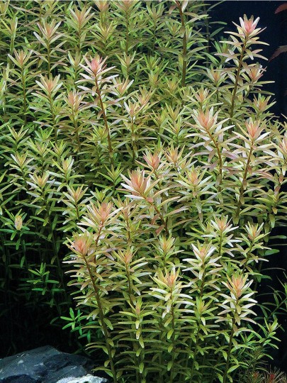 Rotala rotundifolia